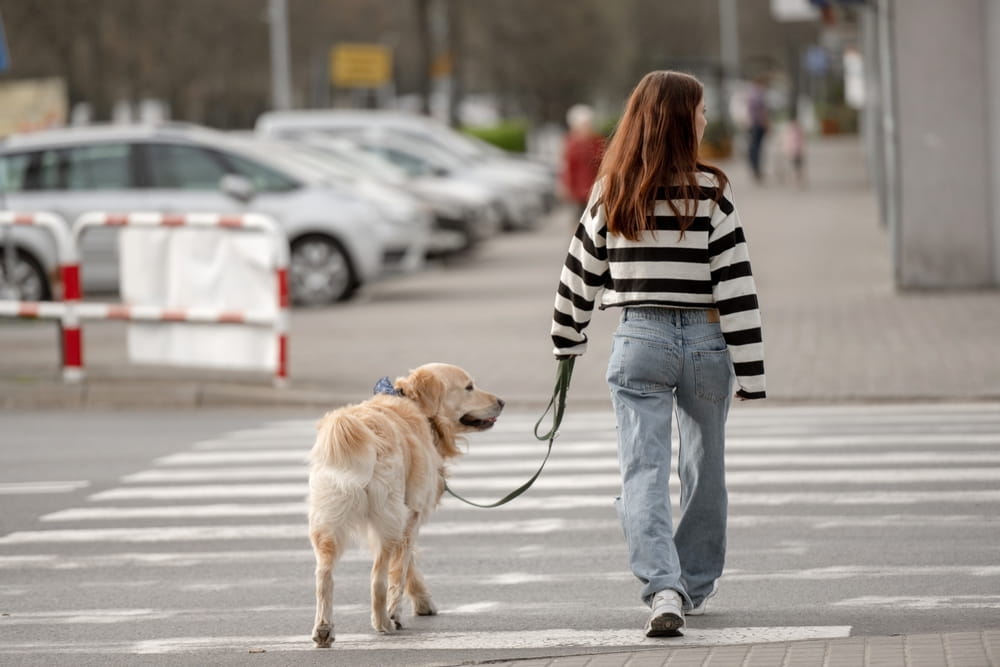 Pedestrian walking a dog through a marked crosswalk in Los Angeles.